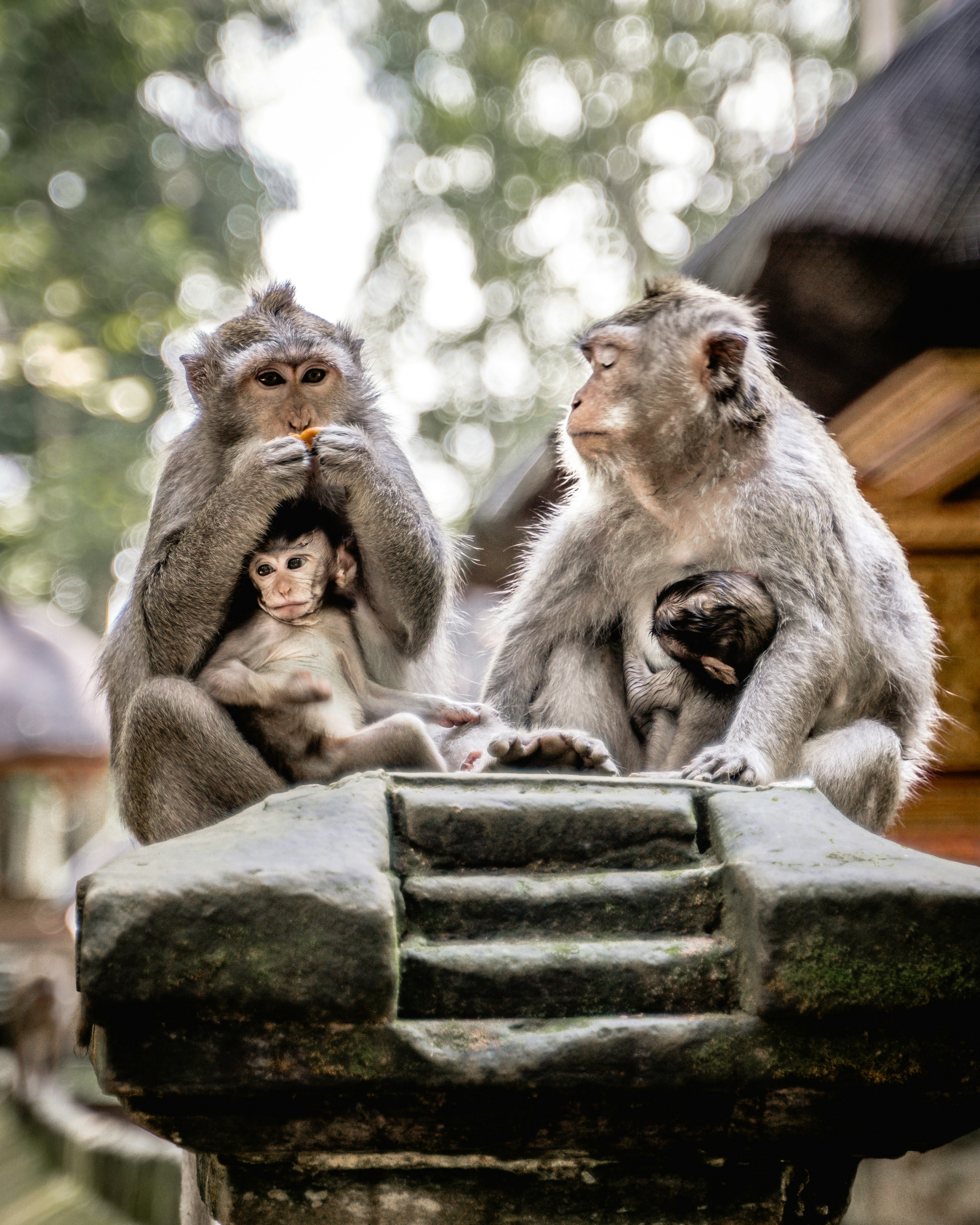 two monkeys sitting on gray concrete bench during daytime